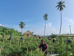 Zona Bakamla Tengah Panen Cabai 1,3 Ton dalam Program Ketahanan Pangan Nasional