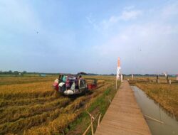 Inovasi Produksi Pangan, PGN – BRIN Berhasil Panen Perdana 116 Ton Padi Biosalin di Semarang