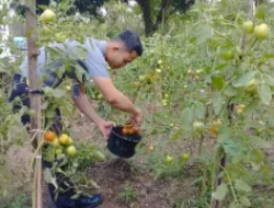 Lapas Cilegon Berdaya, Ketahanan Pangan Terjaga Lewat Panen Tomat