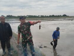 Demi Ketahanan Pangan, TNI dan Petani Bersatu Hadapi Hama Tikus di Lahan Persawahan