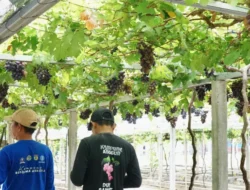 Cerita Petani Anggur Duyu Bangkit: Reforma Agraria Tak Hanya Soal Tanah, Tapi Juga Kemandirian