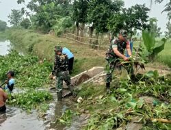 Babinsa Sumbersari Turun Tangan, Eceng Gondok Dibersihkan Jelang Musim Hujan