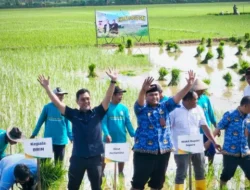 PGN – BRIN – Pemda Jepara Dorong Ketahanan Pangan Pesisir Jepara Lewat Budidaya Padi Biosalin