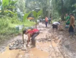 Warga Lebak Yang Katanya Ruhay Tanam Pohon Pisang Karena Kecewa 20 Tahun Jalan Rusak