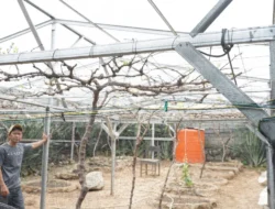 Jadi Kawasan Agrowisata Favorit Kota Palu, Kebun Anggur Duyu Bangkit Bukti Kerja GTRA