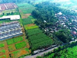 Sawah Masih Menyusut, Menteri Nusron Akan Terapkan Kebijakan Darurat Perlindungan Lahan Pertanian