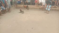 Diduga Ada Pembiaran Terselubung Terkait Aktifitas Ilegal Judi Sabung Ayam Di Merano, Diduga Dibekingi Oknum APH