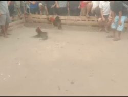 Diduga Ada Pembiaran Terselubung Terkait Aktifitas Ilegal Judi Sabung Ayam Di Merano, Diduga Dibekingi Oknum APH