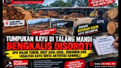OTT Ditemukan Tumpukan Kayu Di Talang Mandi Bengkalis Ratusan Kubik Dan Lebih Dari Lima Titik Sawmill: APH Ambil Sikap!!